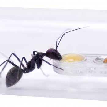 Preview: Feeding bowl for nesting tubes 10 pcs.